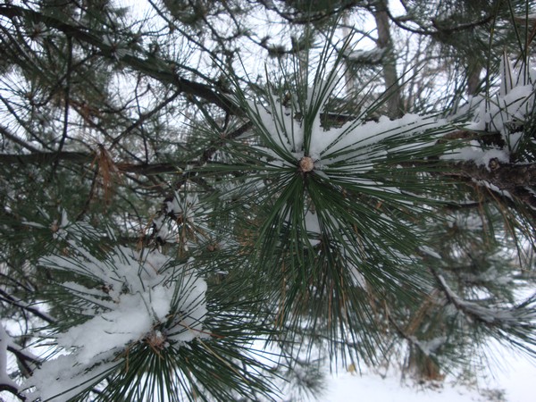 photo-093_neige.jpg