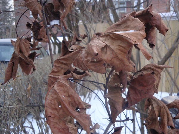 photo-186_feuillesdhiver.jpg