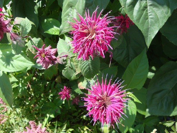 photo-049_sutton.jpg