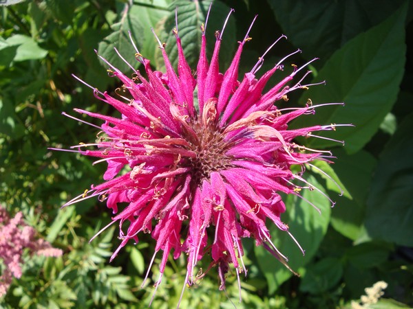photo-050_sutton.jpg