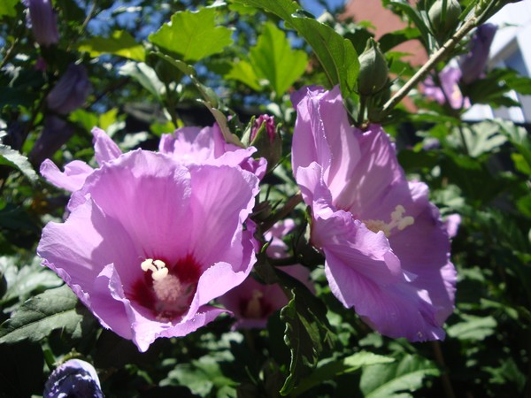 photo-093_ro.jpg