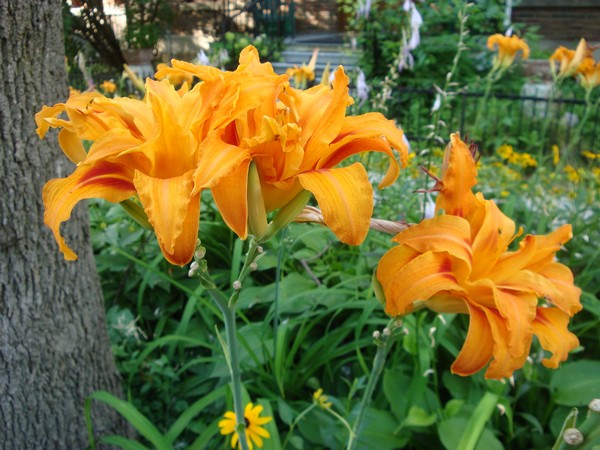photo-200_rm.jpg
