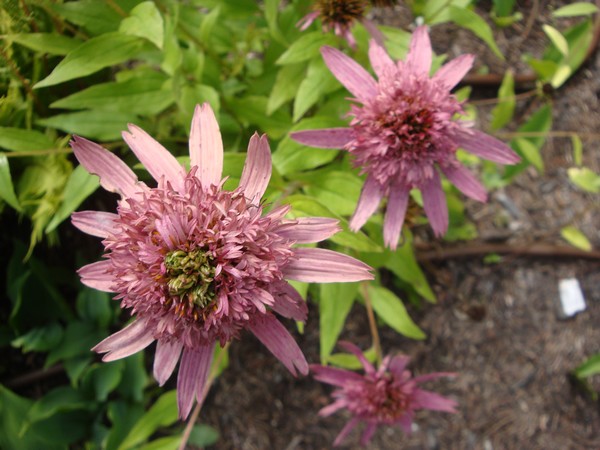 Photo 407_082011