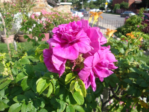 photo-854_0711.jpg