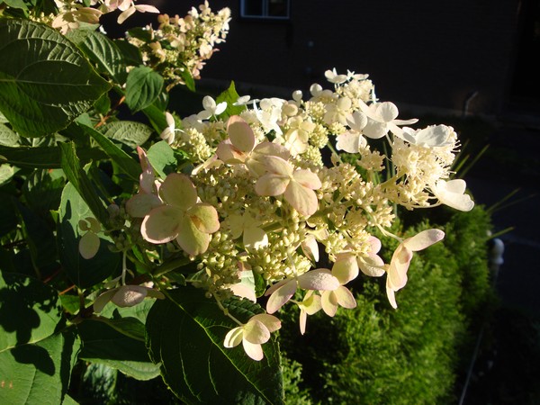Photo 461_0811