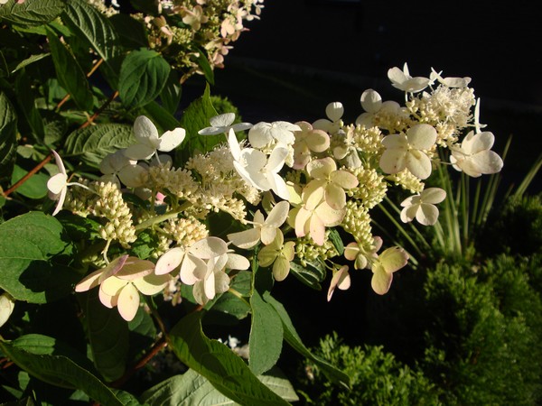 Photo 462_0811