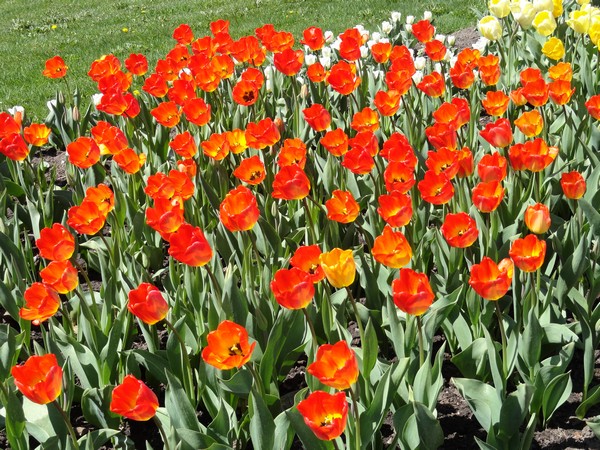 Photo 379_052012