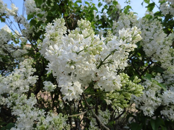 Photo 476_dlm
