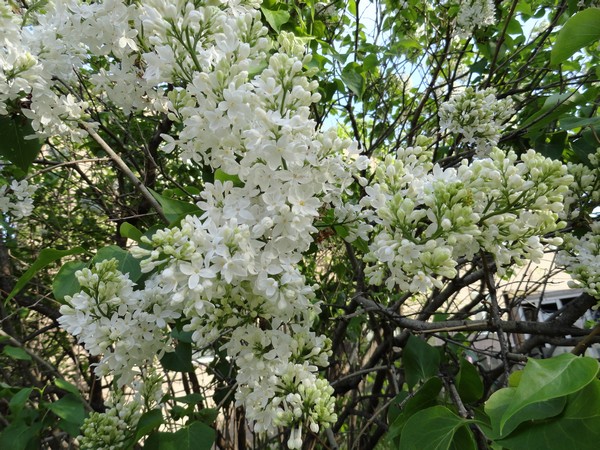 Photo 477_dlm