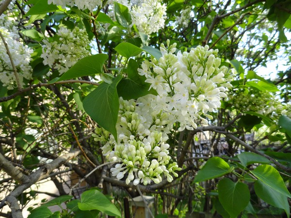 Photo 478_dlm