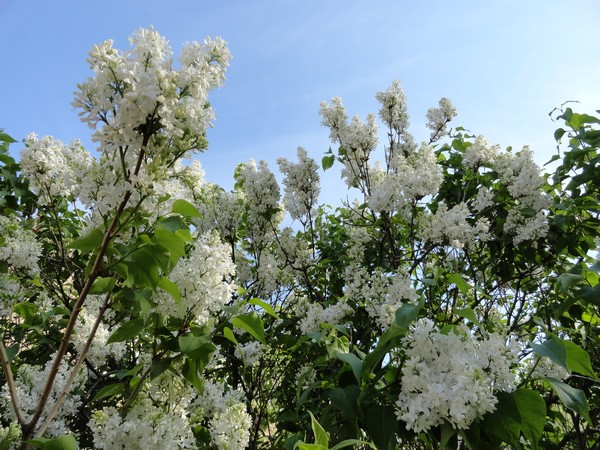 Photo 480_dlm