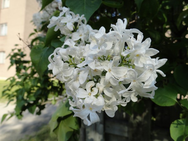 Photo 542_052012
