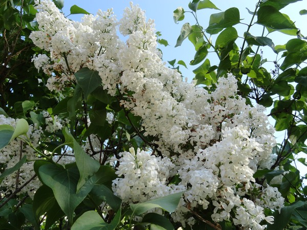 Photo 544_052012