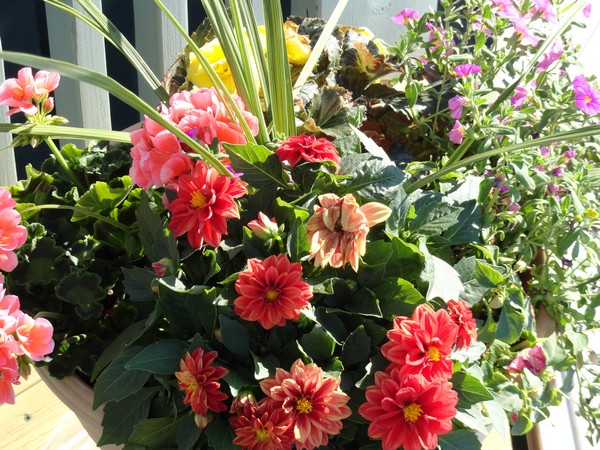 Photo 1110_ib