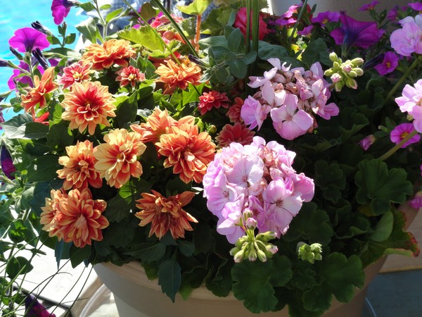 Photo 1113_ib
