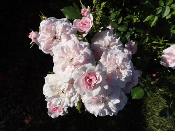 Photo 1115_ib
