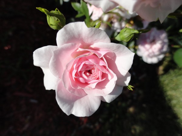Photo 1118_ib
