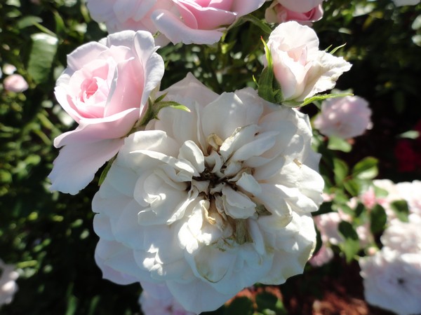 Photo 1122_ib