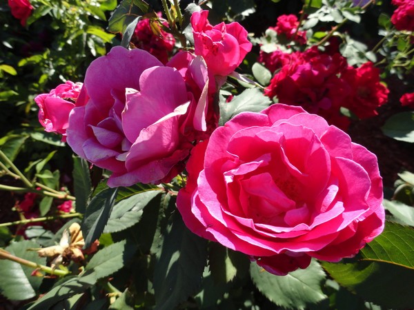 Photo 1125_ib