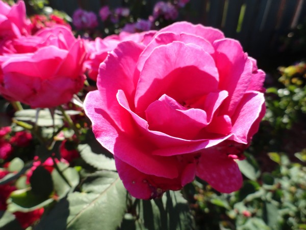 Photo 1126_ib