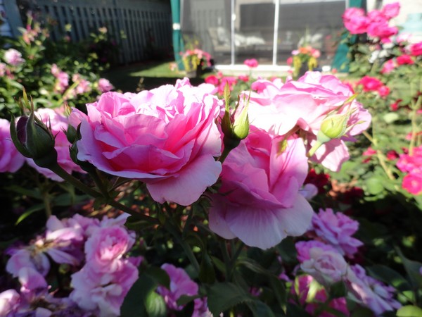Photo 1132_ib