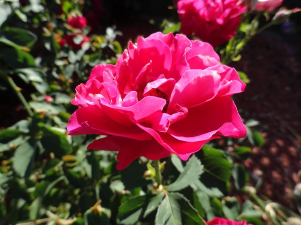 Photo 1133_ib