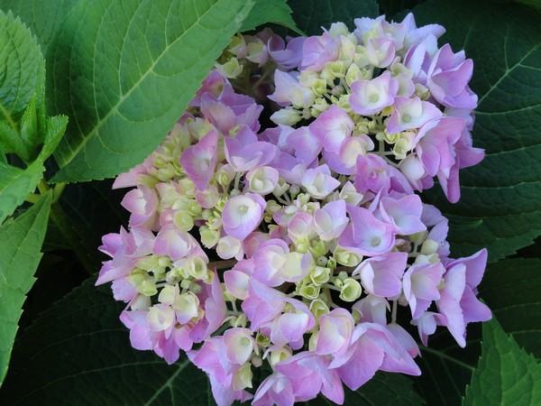 Photo 1150_ib