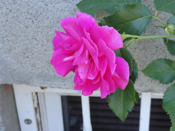 Photo 1164_ib