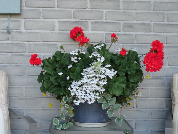 Photo 1168_ib