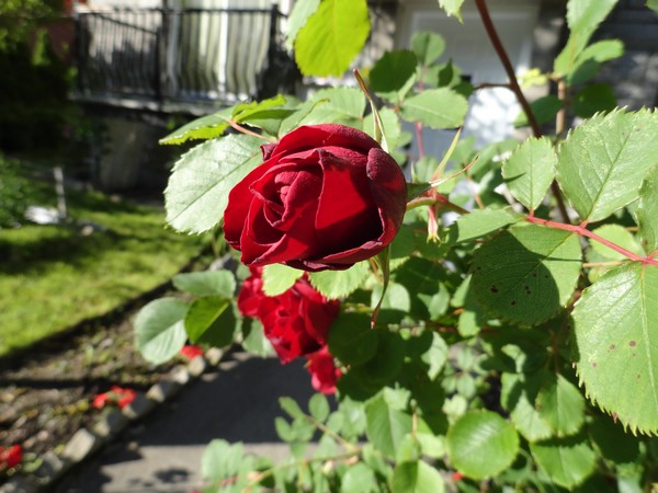 Photo 582_lass0612