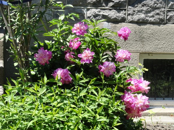 Photo 630_viau062012