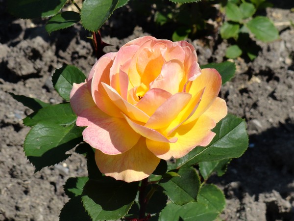 Photo 1022_roseraie