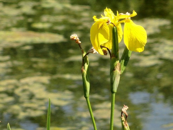 Photo 825_iris