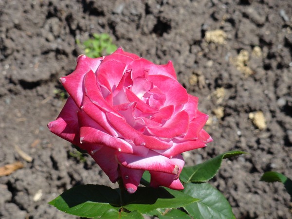 Photo 984_roseraie