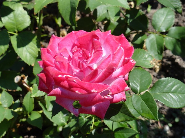 Photo 985_roseraie