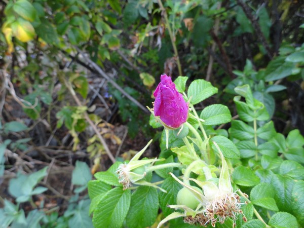 068_rye092012
