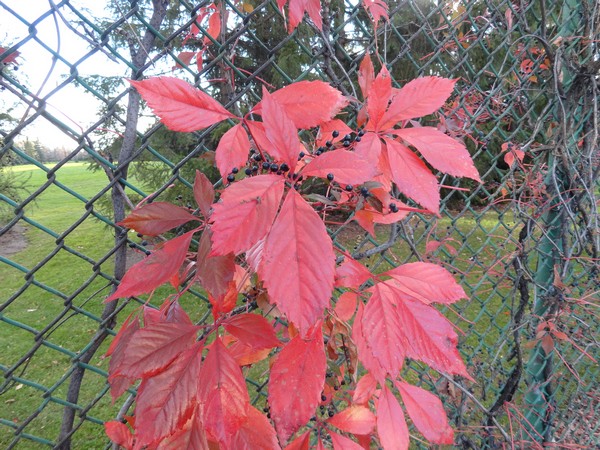 20131028 004