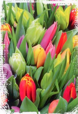 Tulipes