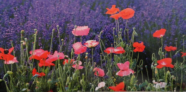 Coquelicots et lavande