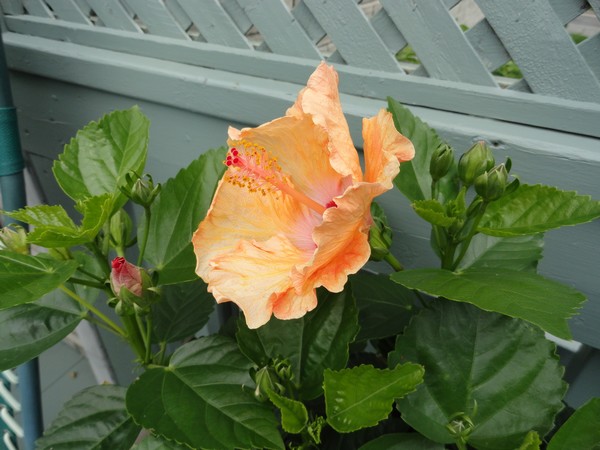 20150622 006