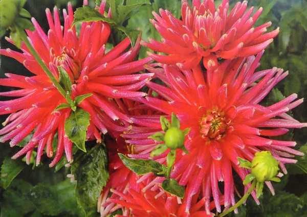 Dahlia Gute Laune